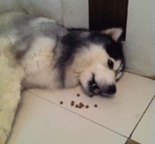 选狗粮不要按销量排序了！这样买狗粮，狗狗少说多活3年