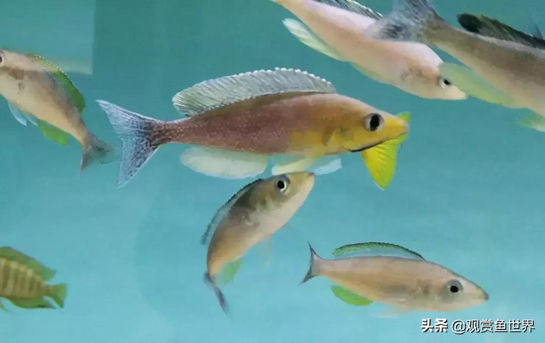 梦想的三湖世界持续建设中……方位:中国天津