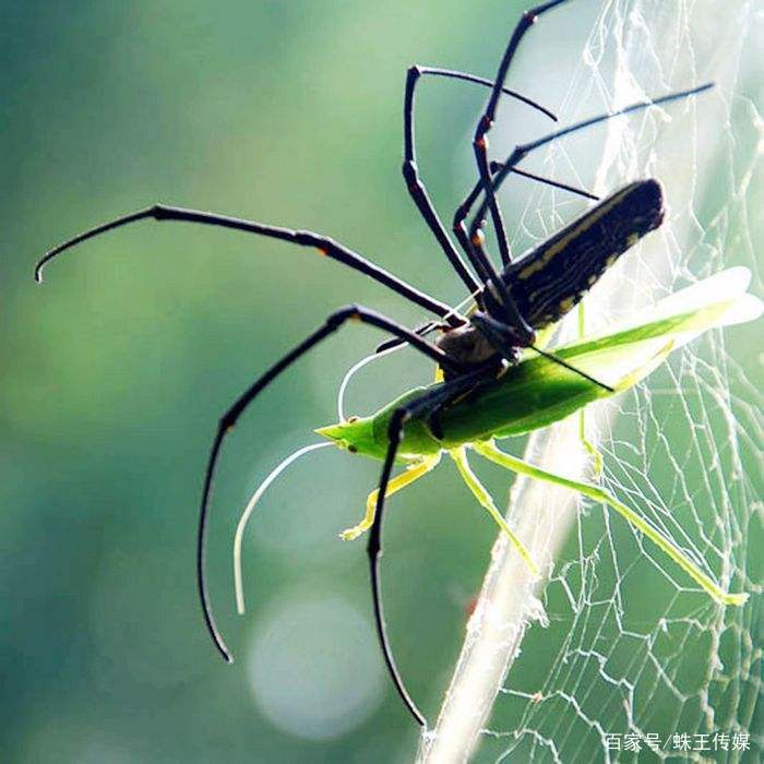 蜘蛛寓意吉祥的习俗,蜘蛛出现有什么寓意