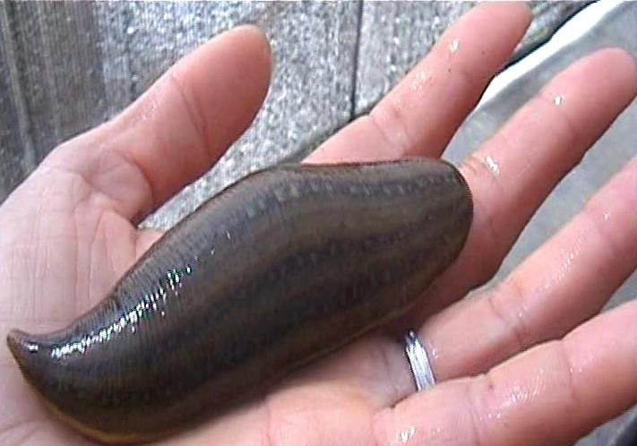 被水蛭咬了后怎么弄出来,水蛭被人吃进肚子里它能活多久