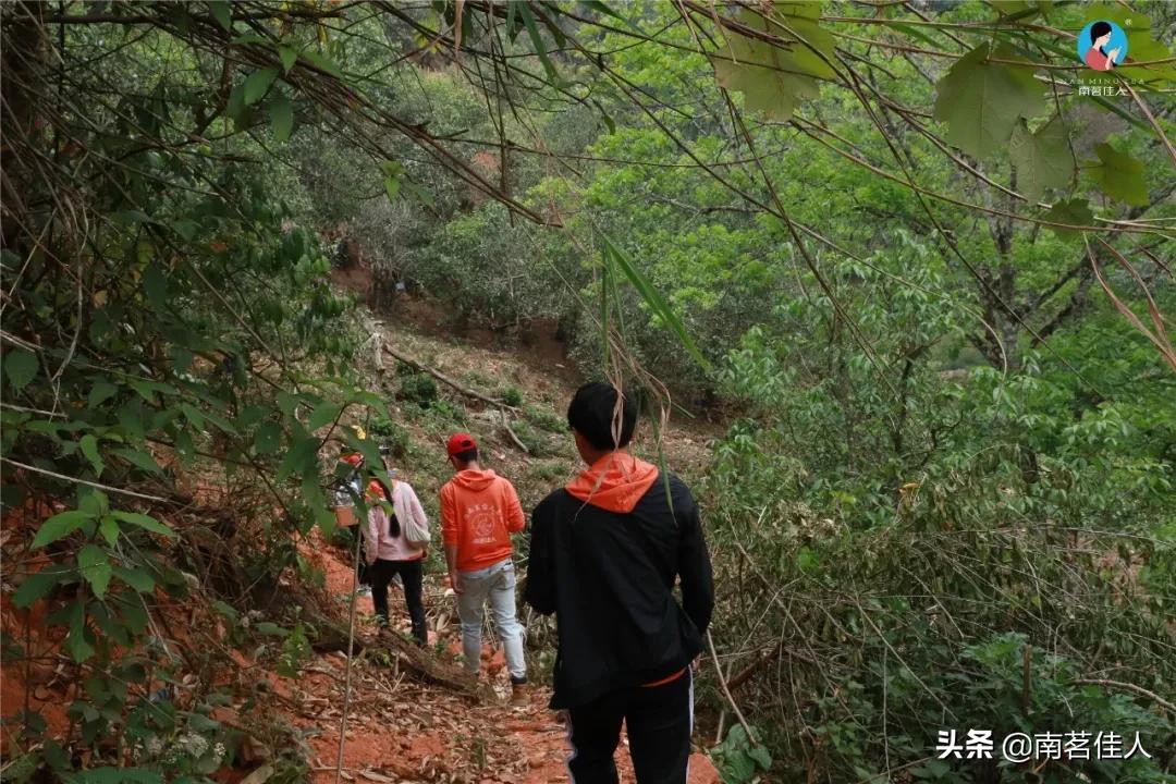 冰岛五寨糯五价格,冰岛五寨谁最有性价比