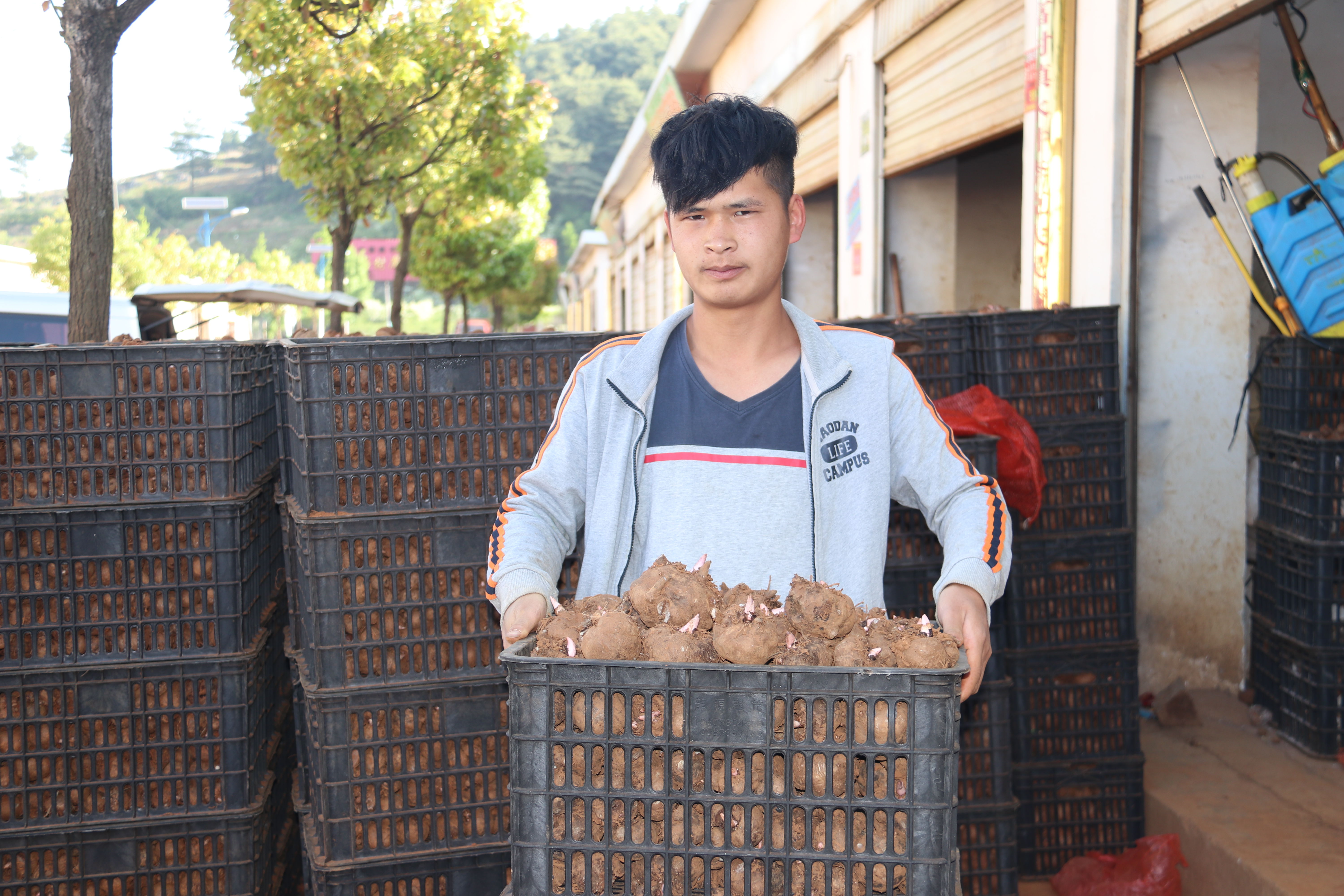 魔芋种植技术每日农经,魔芋种植与收益