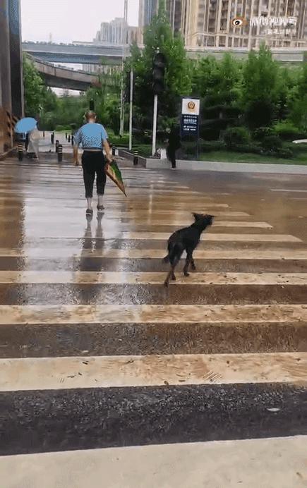 郑州遭遇特大暴雨主人带狗狗撤离,河南遭遇特大暴雨的小狗