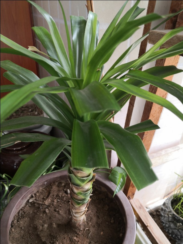 龙须树一头变多头怎样修剪,龙须树单头的好还是多头的好