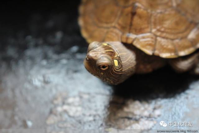 正宗的地图龟,史上最差的地图龟