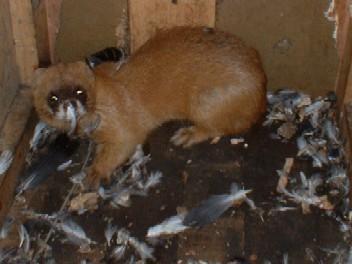 捕杀黄鼠狼被判几年,抓捕15只黄鼠狼是否犯罪