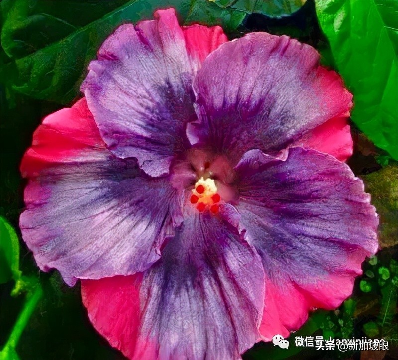 大红花和扶桑木槿有什么区别,木槿花和扶桑花哪个品种好