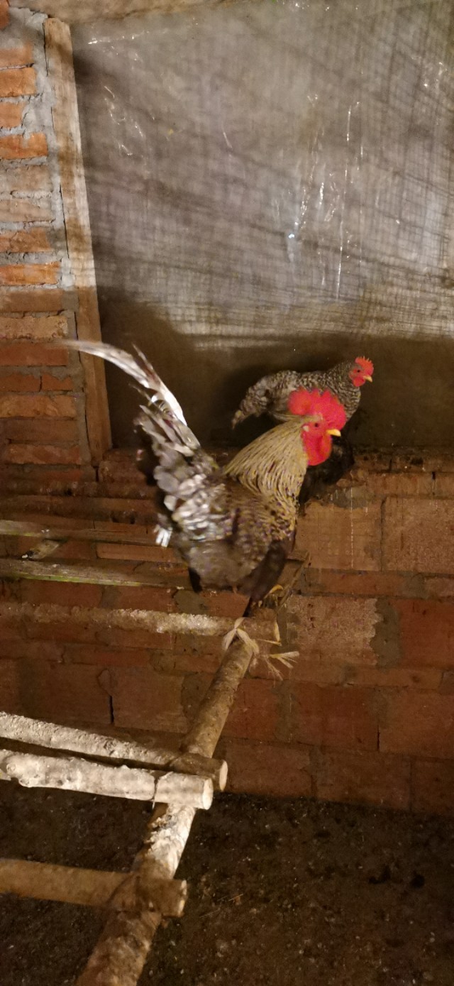 成都乌鸡养殖基地,大型观赏鸡养殖基地