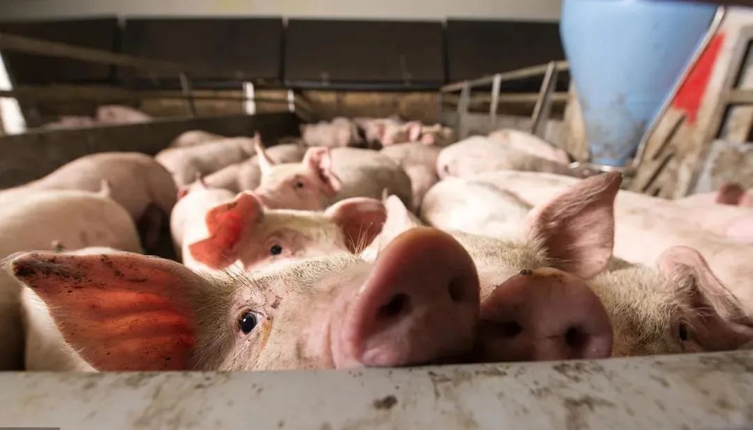 2020年12月10日全国仔猪价格行情,今日仔猪价格行情走势预测