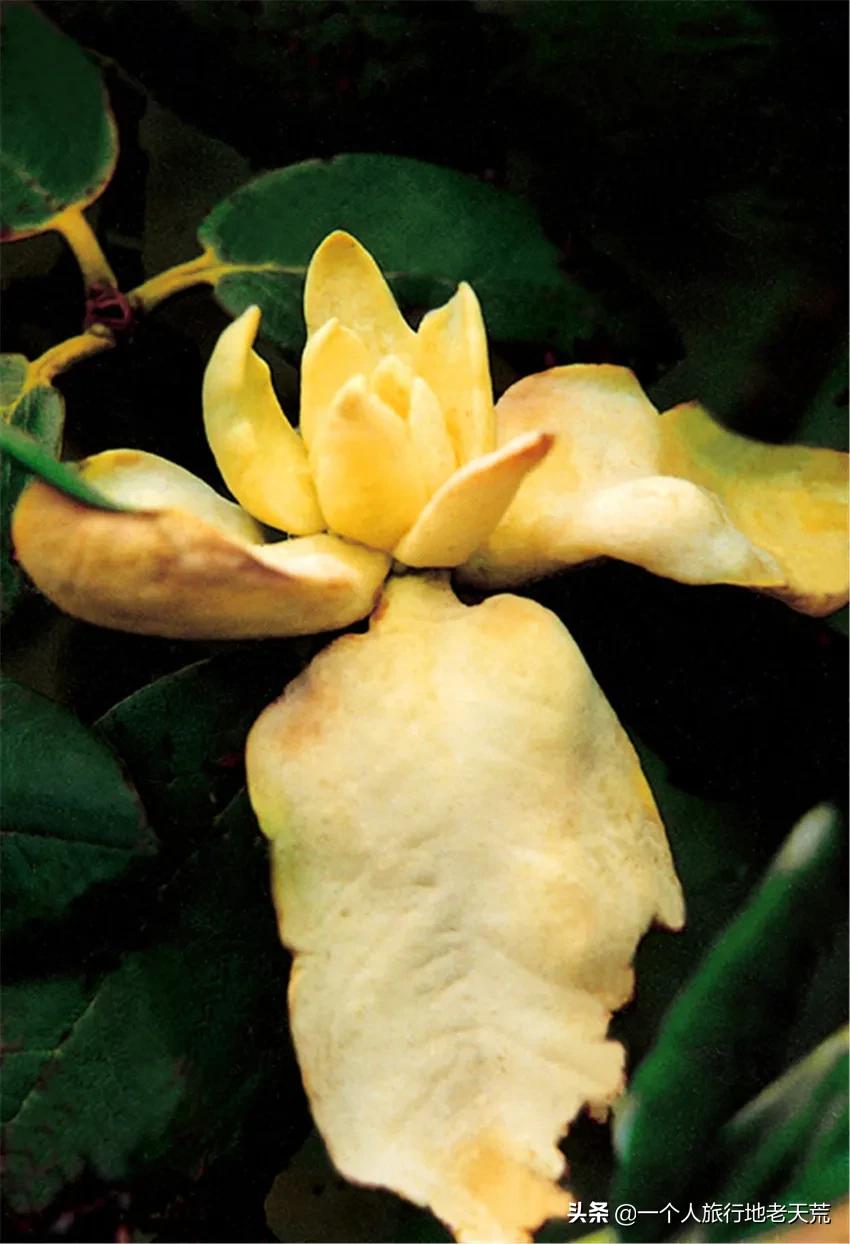 海螺沟温泉瑶池和贡嘎神汤哪家好,海螺沟天域瑶池温泉最新