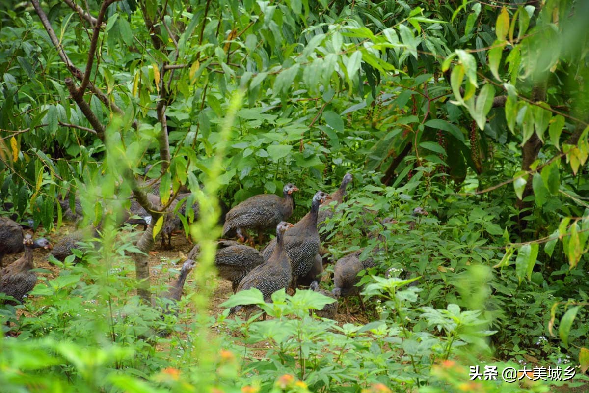 农民养两千余只土鸡变飞鸡,中国深山养殖5亿只鸡视频