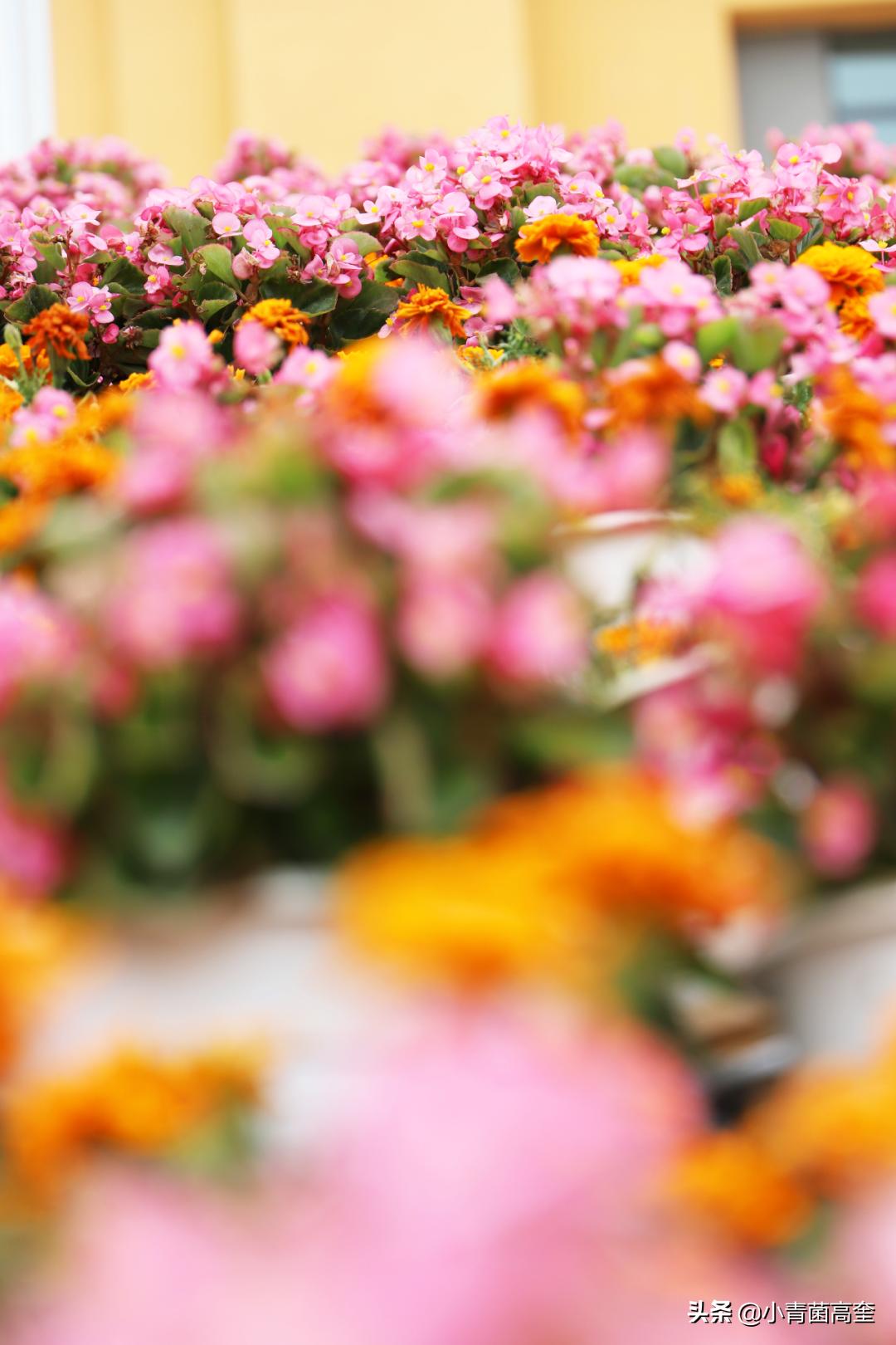 云南曲靖会泽县茚旺高中致远中学高一新生及补习班招生简章来啦