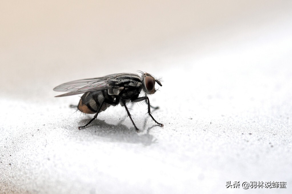 怎么驱赶苍蝇的最好方法,如何驱赶苍蝇最有效的方法