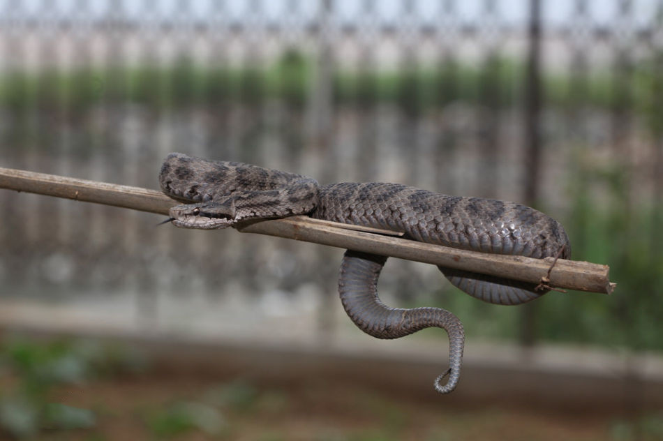 东北有毒蛇么,有毒的蛇图片有哪些
