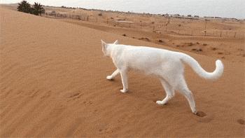 原来猫咪也会这样走路,原来猫咪平时都是踮着脚走路的