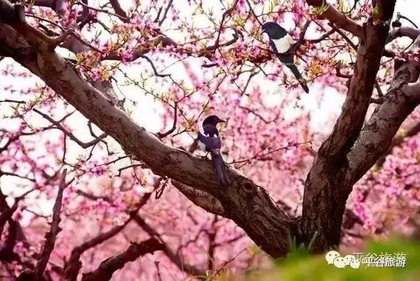北京平谷第二十一届桃花节开幕,北京平谷桃花节最佳观赏地址