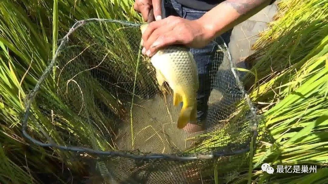 老家巢湖过年记,老家巢湖记