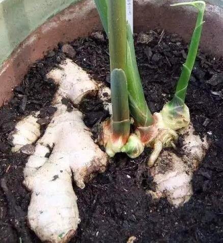 生姜盆景造型,生姜水养盆景的方法