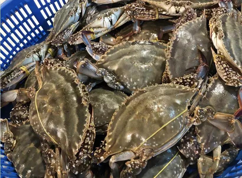 石浦渔港海鲜,石浦渔港码头海鲜