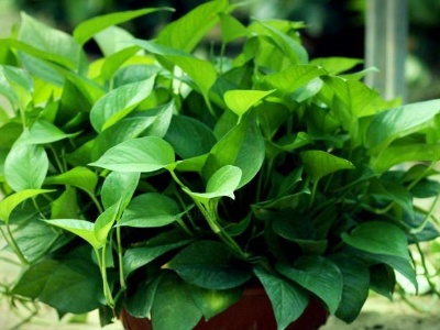 种植绿萝的方法和技巧,种植绿萝方法与技巧