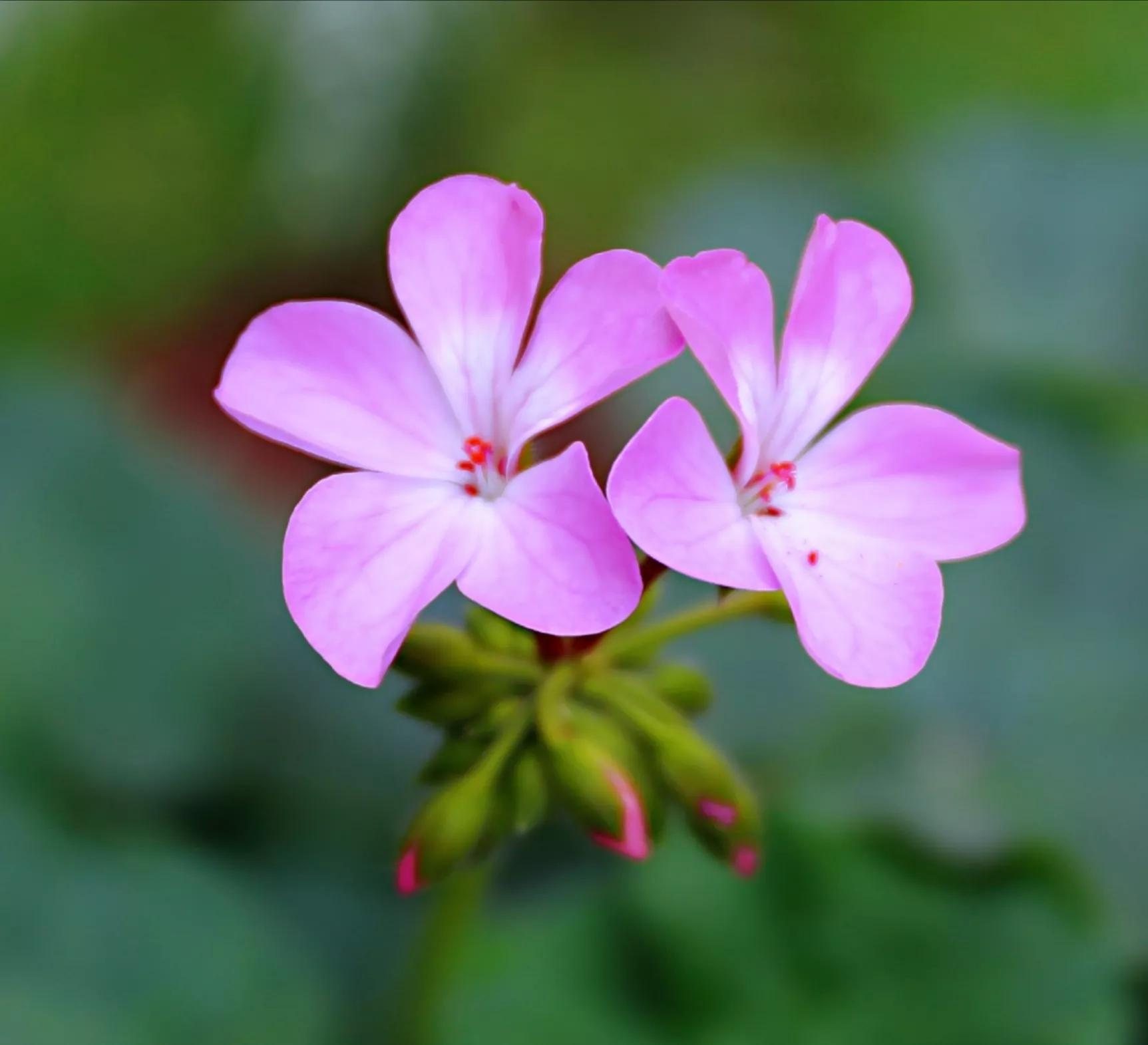 春天的花园作文,春天的花园作文400字四年级