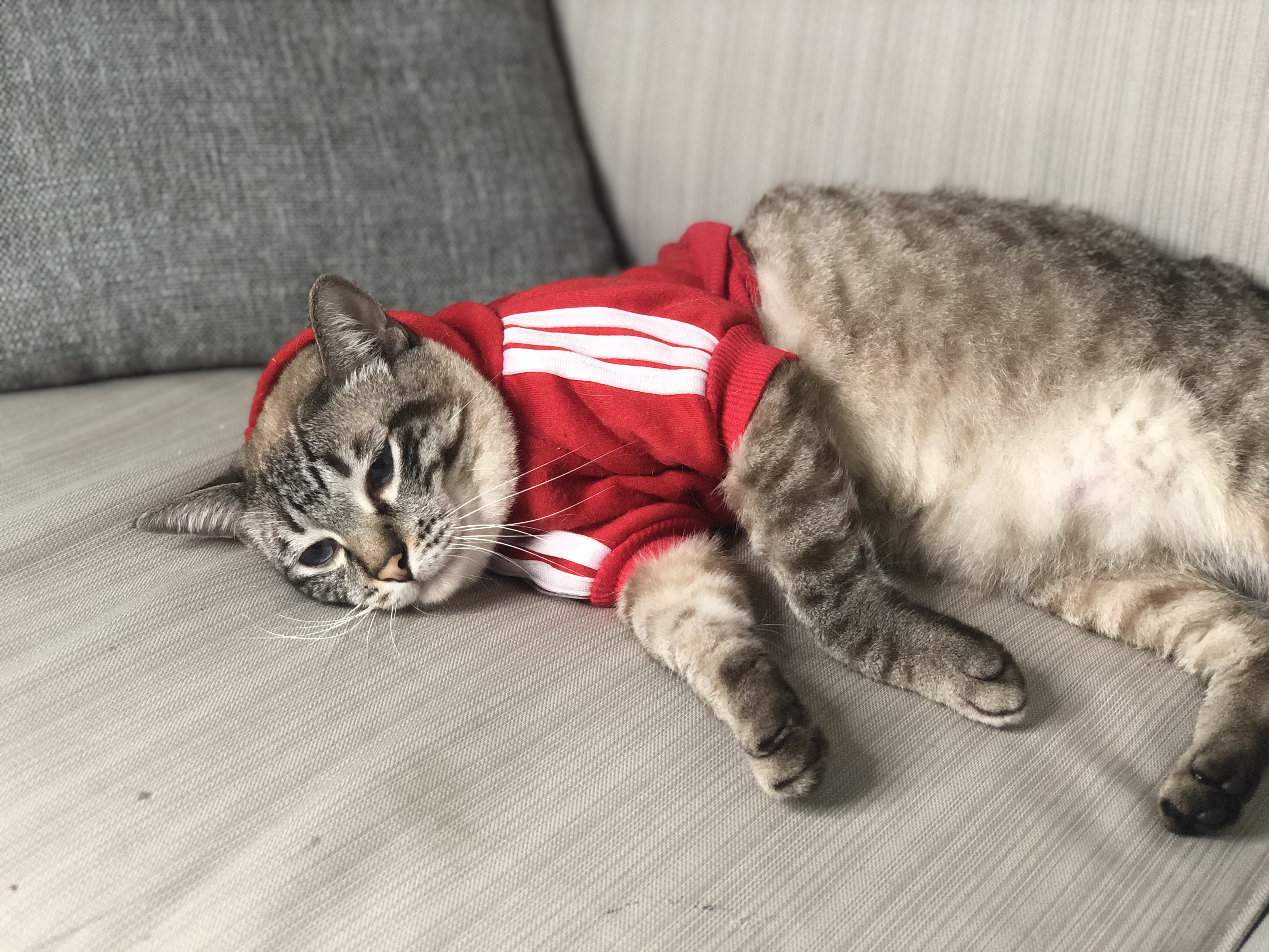 虎斑暹罗的鼻子是什么颜色的,虎斑暹罗猫咪多少斤需要减肥