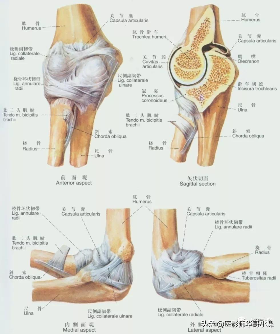 韧带解剖解说视频,韧带解剖图大全书