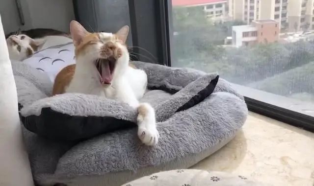 幼猫频繁舔毛是什么原因,家猫经常咬主人该不该弃养