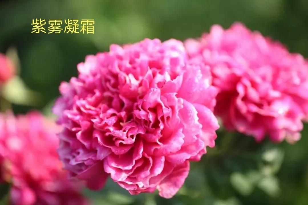 切花火焰月季的优缺点,常见切花月季一览