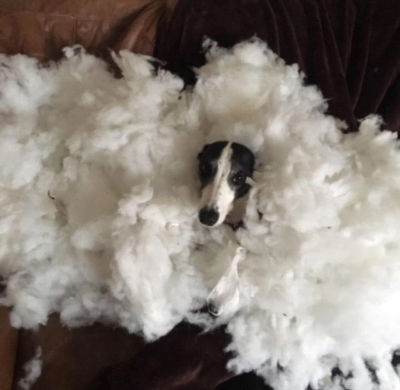 各种狗狗拆家的必杀技,狗狗捣蛋拆家视频