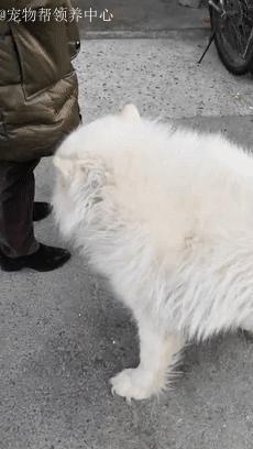 除夕，身上恶臭的萨摩耶在家门口流浪：为什么要抛弃我？