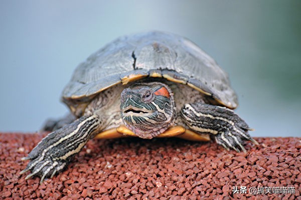 有什么适合宝宝养的宠物动物,最适合婴儿养的七种小动物