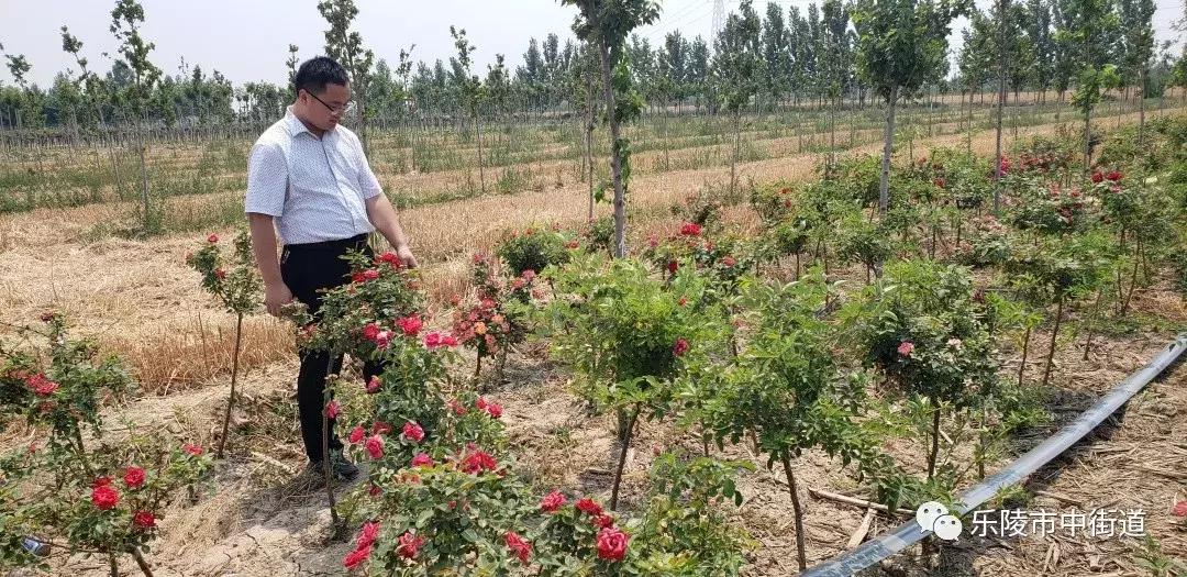 重点工作周报,街道工作周报