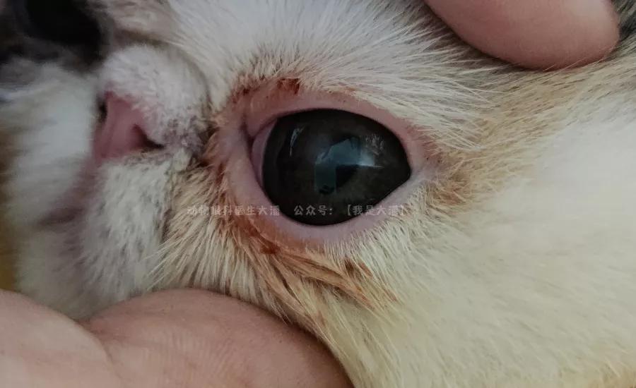 加菲猫角膜溃疡，眼睛有凹陷的治疗