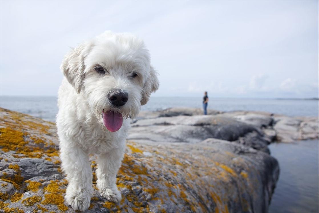 比熊犬多少斤算是标准体重,比熊犬的标准体重是多少