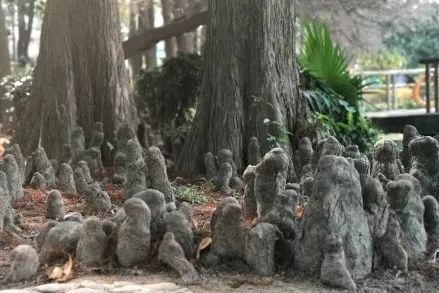 多肉长气根的原因及治疗,为啥多肉杆上长须根