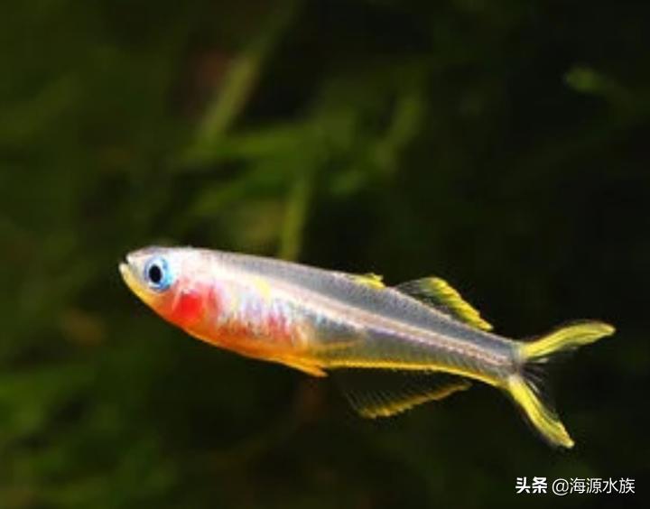 红绿灯鱼跳缸是什么原因,怎样防止鱼儿跳缸