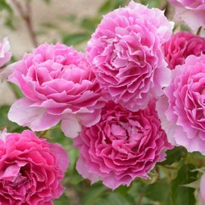 99棵月季,最值得入手的玫瑰月季