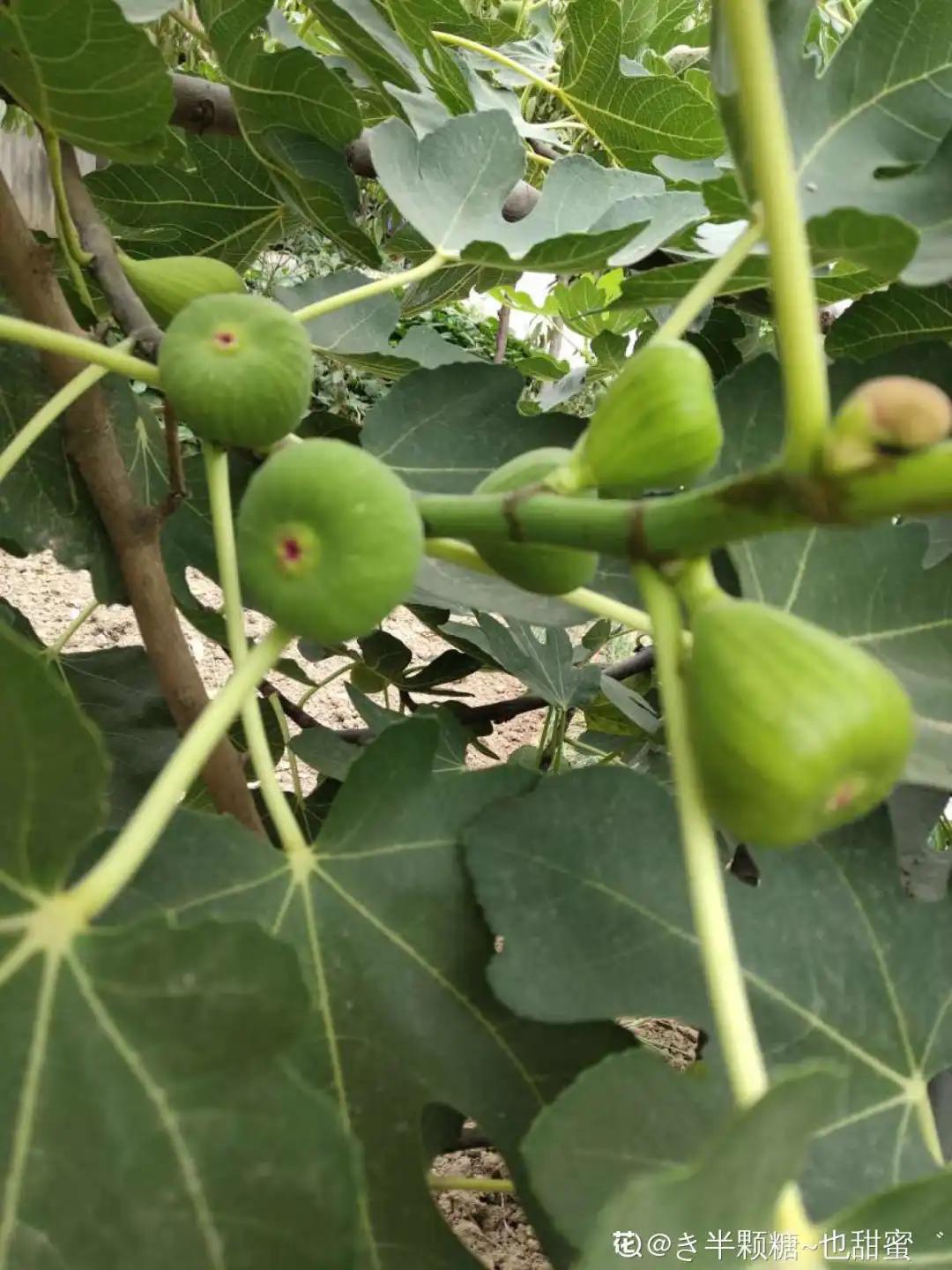 一根枝插土里就能成活的果树,大树枝直接插土里能活吗