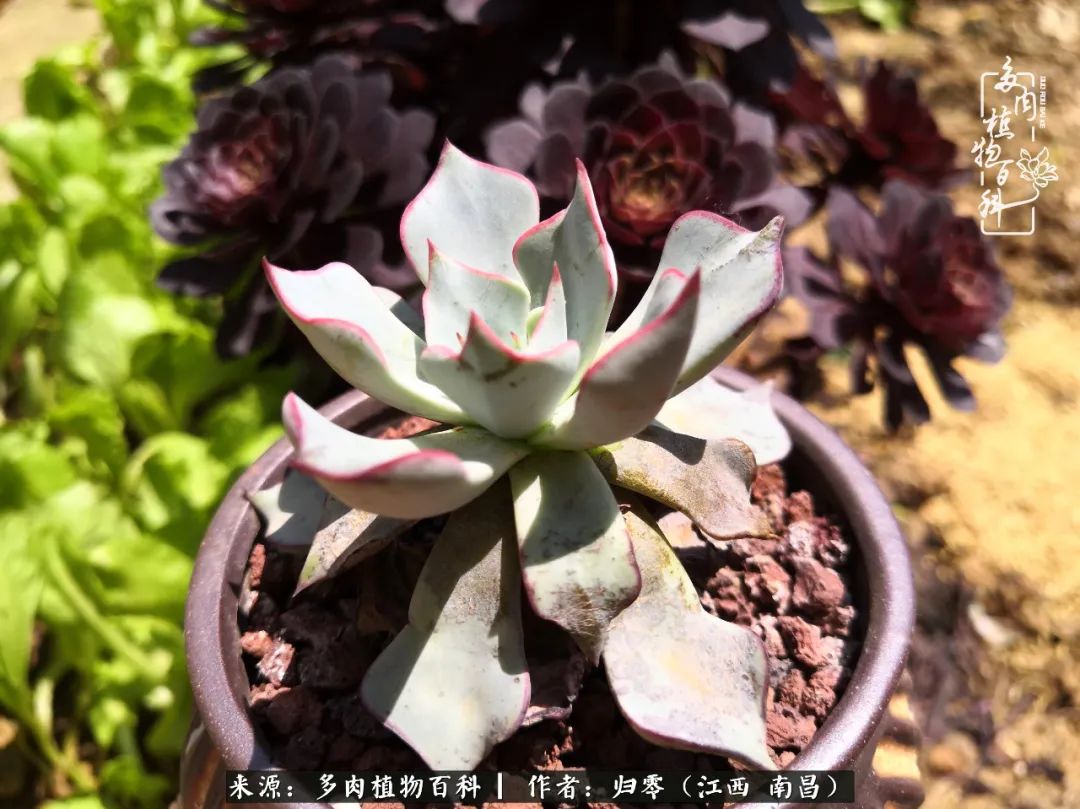 人生转个弯，在小院遇见落入凡间的多肉小精灵