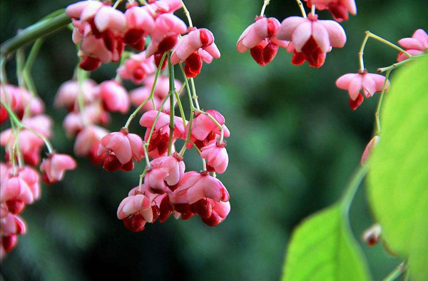 丝棉木嫁接金叶丝棉木,丝棉木种在哪里