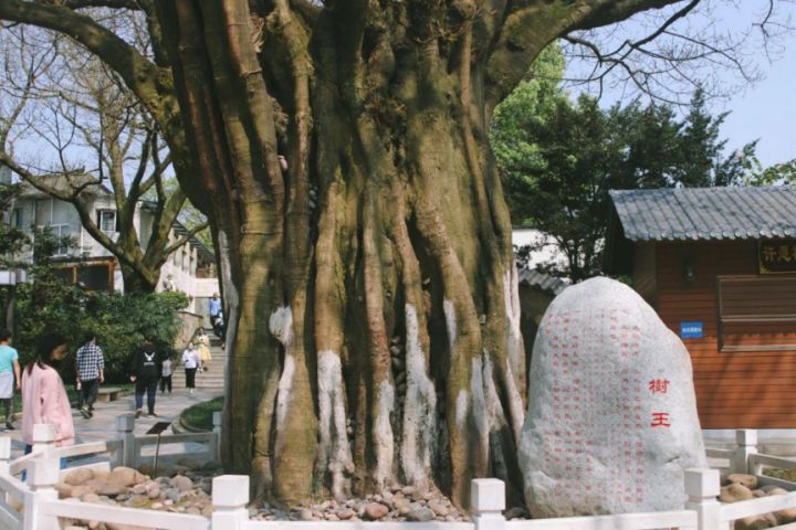 重庆鹅岭公园为什么叫鹅岭,渝中区鹅岭属于哪个街道