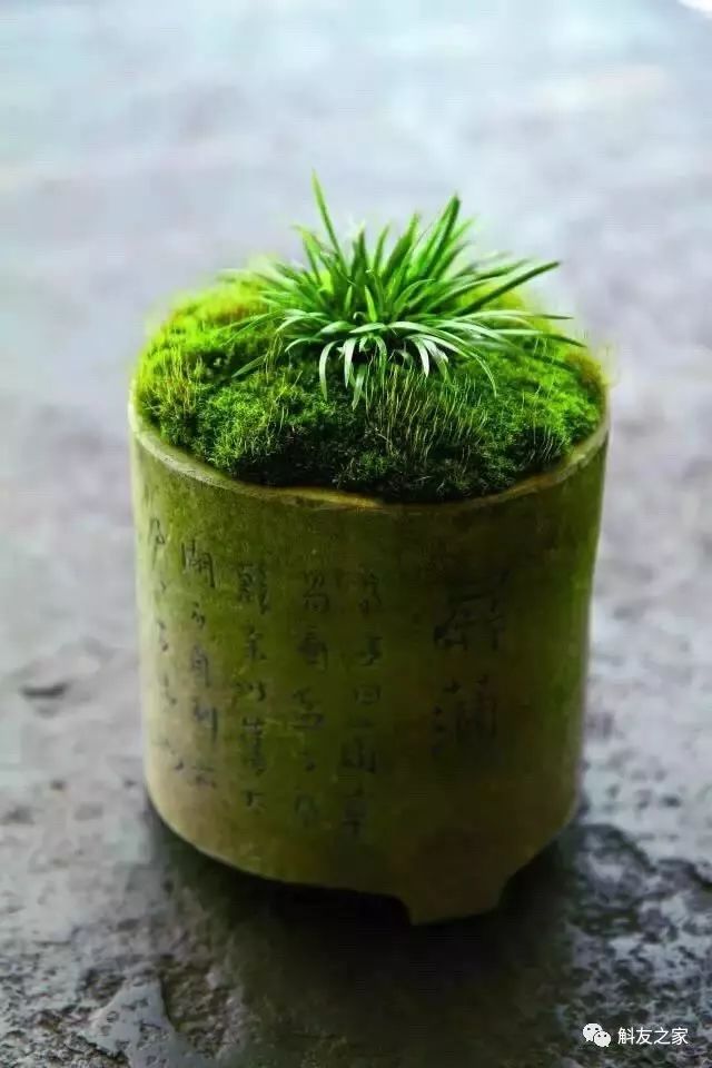 石斛兰最受不了的那种水！涨知识了