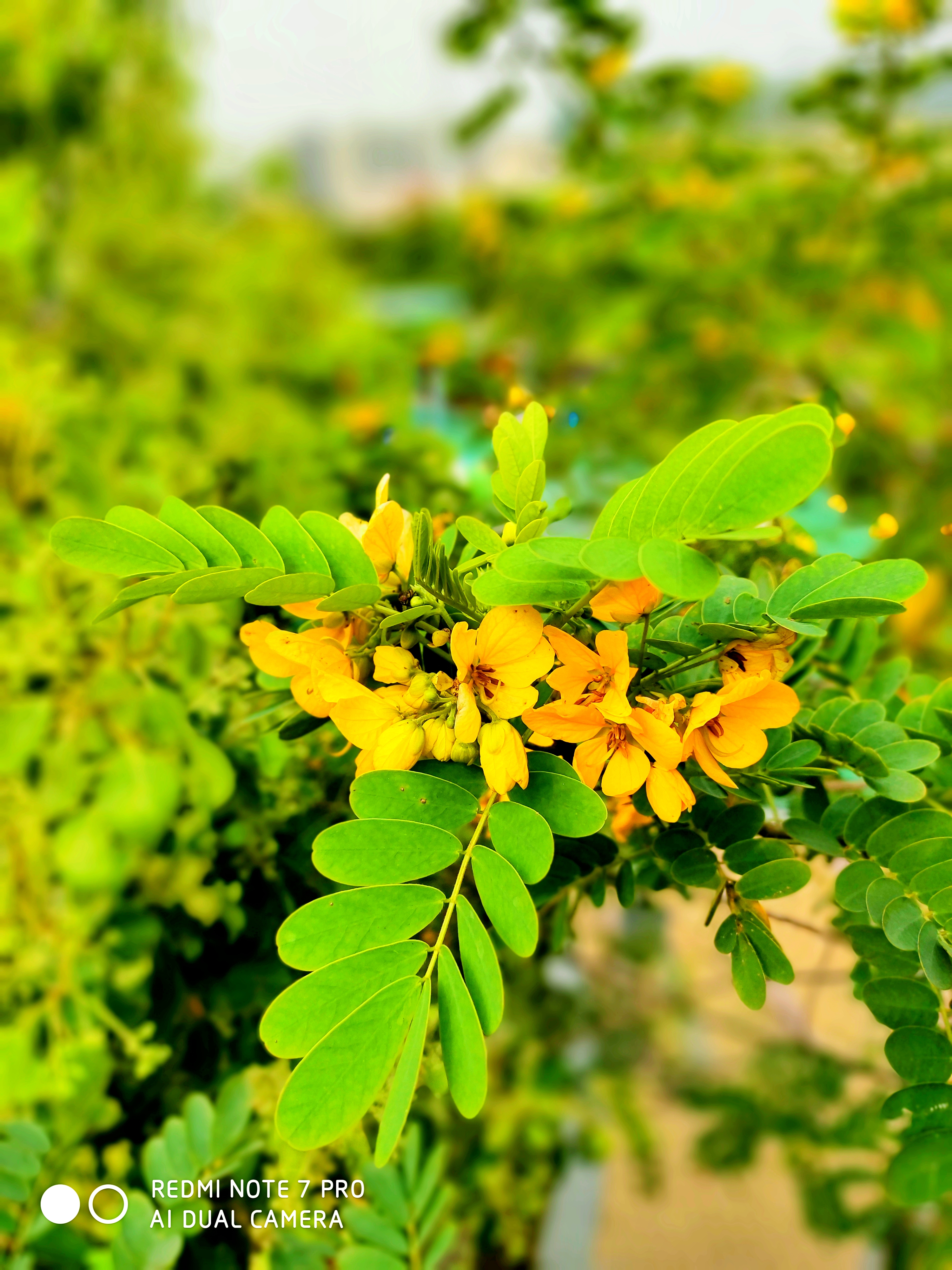 note7pro璐ㄩ噺,灏忕背note7pro娣卞害璇勬祴