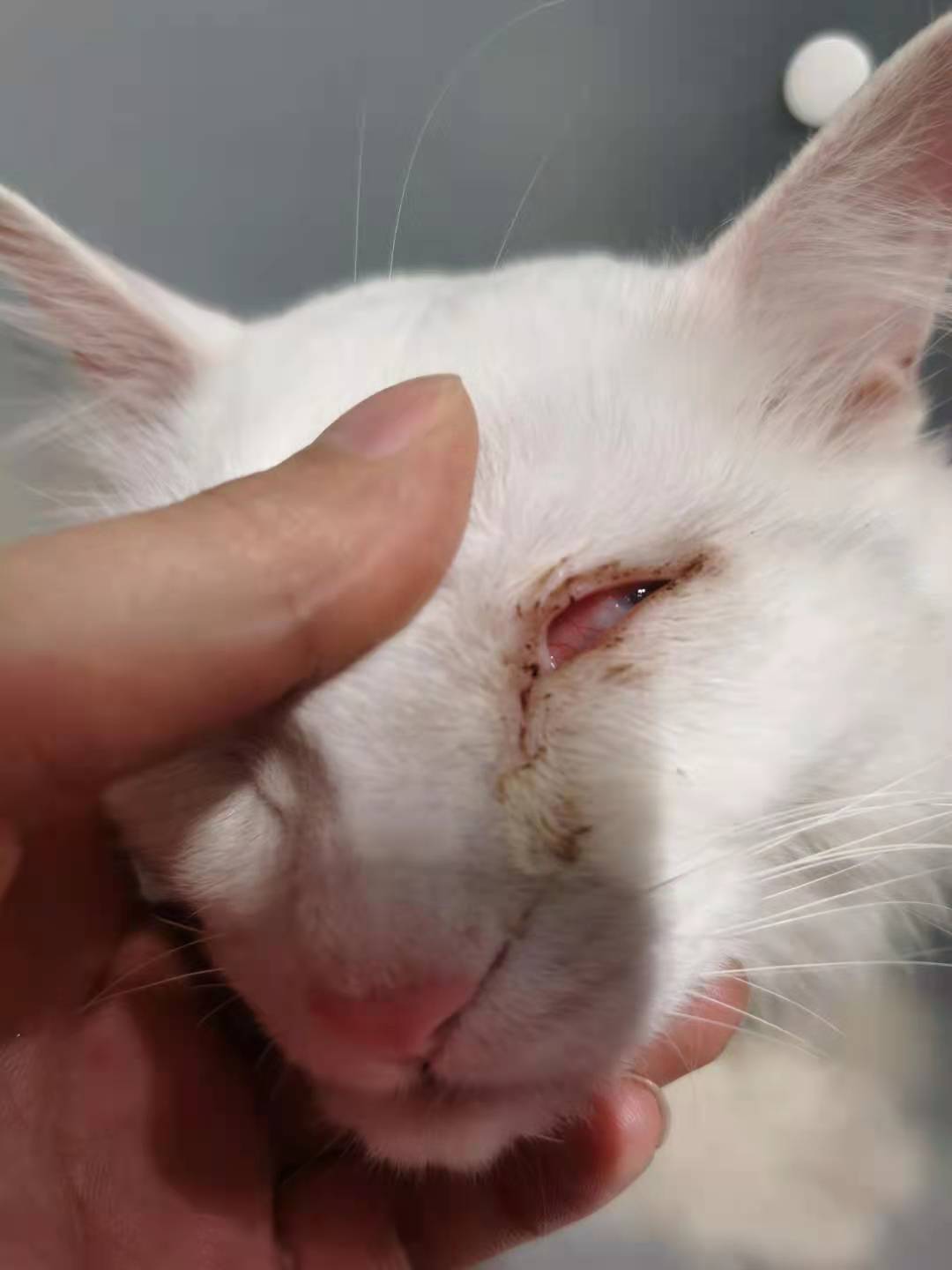 猫咪眼睛受伤怎么办,猫咪眼睛受伤能自愈吗