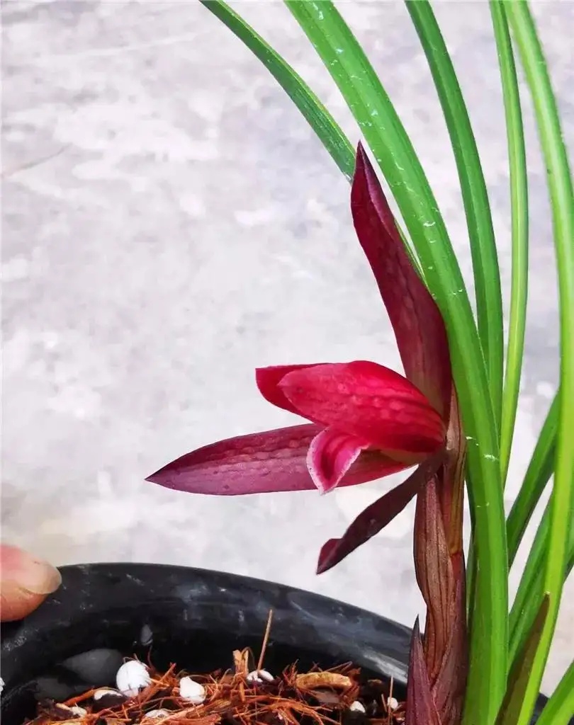 四川下山的一颗兰花，花瓣内外血红色，在各大兰展上获奖无数