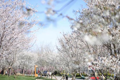 青岛樱花小镇,青岛网红小镇