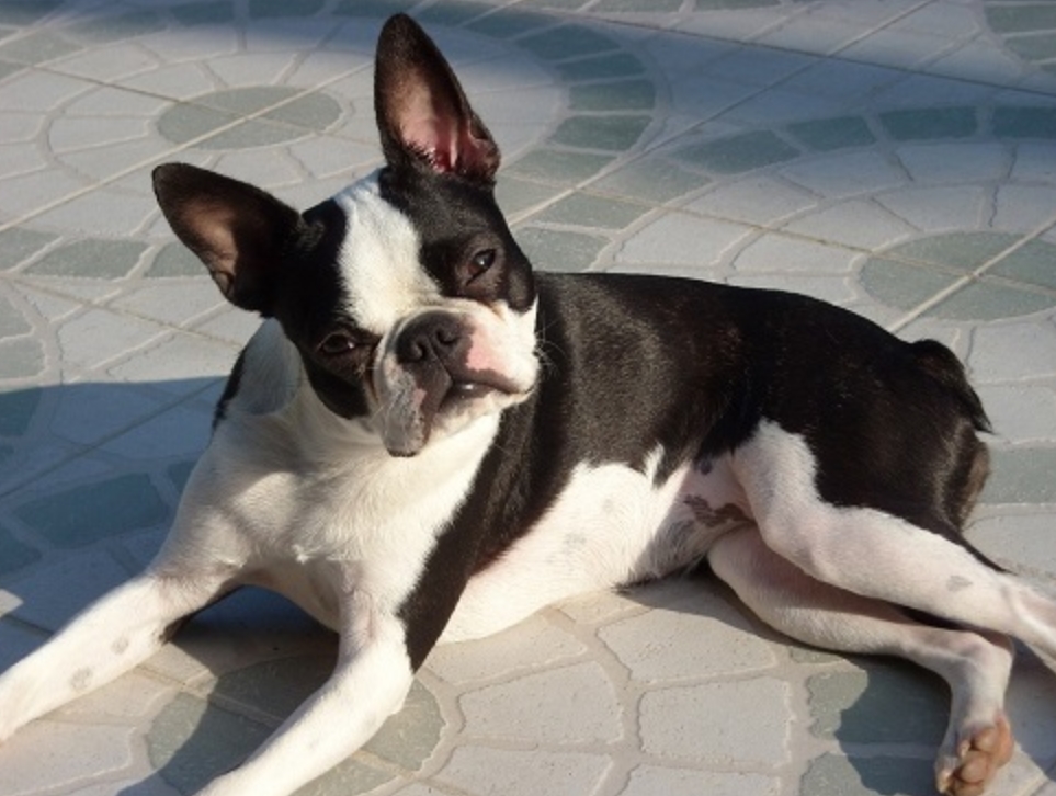 适合老年人养的狗排行榜,适合老人养的狗好养活的品种