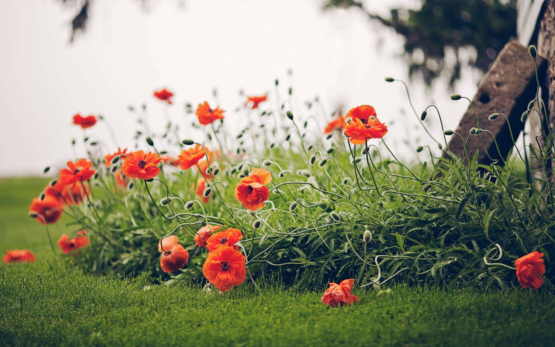 *片鸦**本是治病的良药,到底是如何变成*品毒**的?原来是使用方式变了