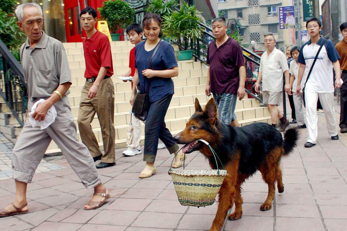 昆明犬怎么养才最好,昆明犬与马犬哪个比较优秀